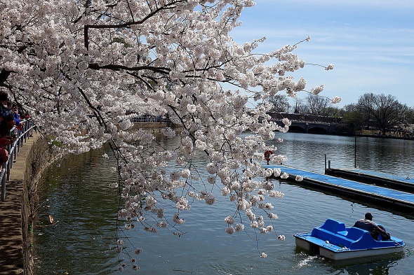 TheGioiQuanhTa WashingtonDC TidalBasin